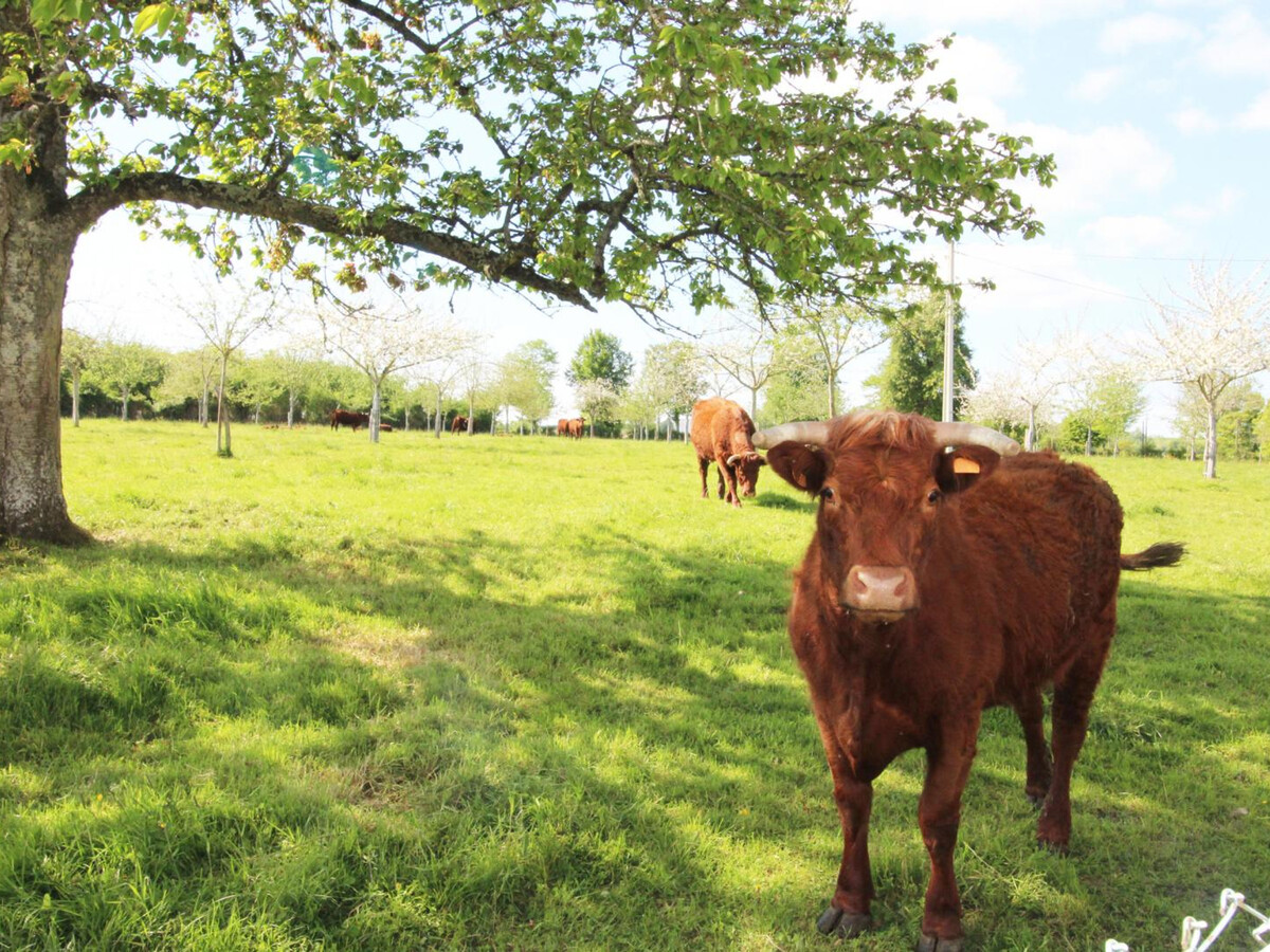 Gîte à la ferme, 6 pers., jardin clos et animaux - Photo 25