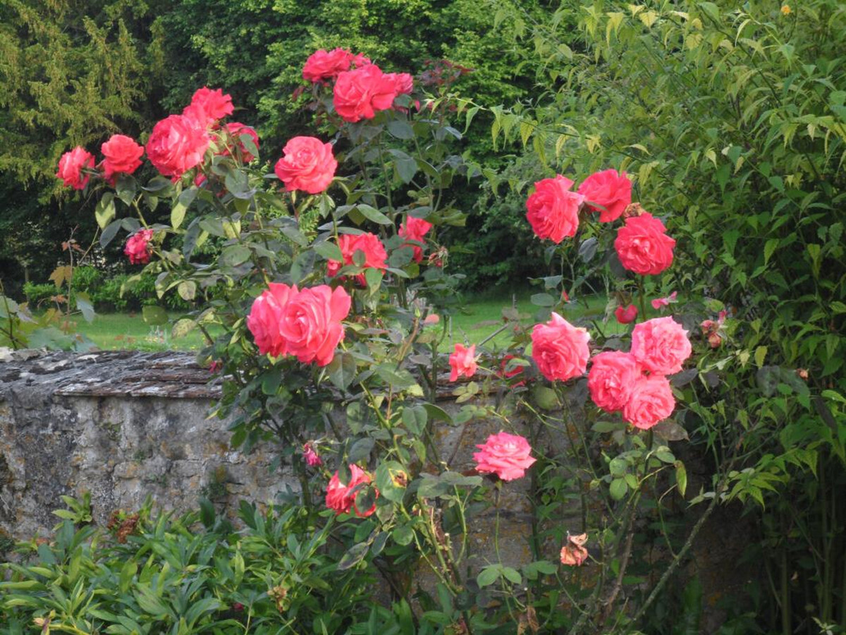 Maison XVIIe siècle avec jardin et ruches en Normandie - Photo 25