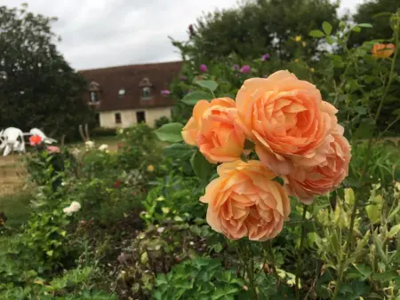 Gîte Normand Idéal Familles et Amis, Jardin et Animaux Acceptés - Photo 31