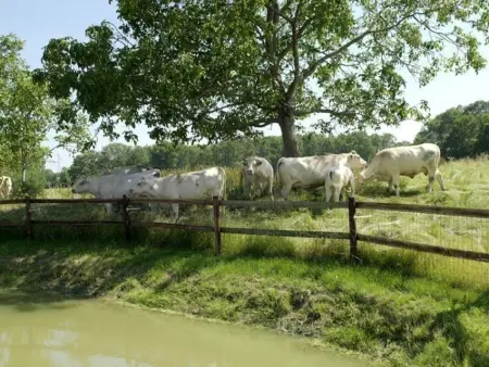 Charmante longère 18ème siècle avec jardin, animaux acceptés - Photo 20