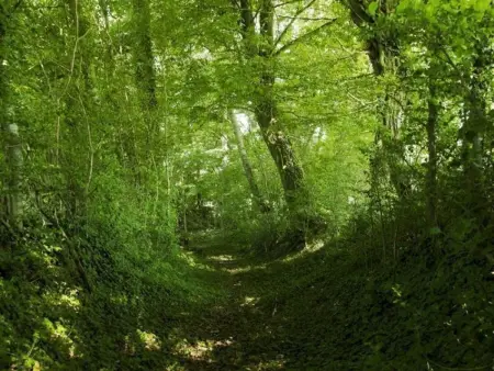 Charmante longère 18ème siècle avec jardin, animaux acceptés - Photo 21