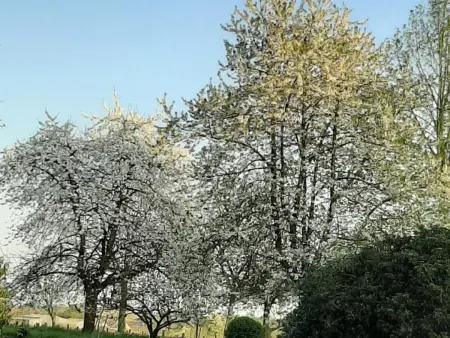 Maison de campagne tranquille avec poêle et animaux admis, proche nature - Photo 20