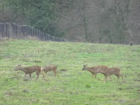 Maison de campagne tranquille avec poêle et animaux admis, proche nature - Photo 21