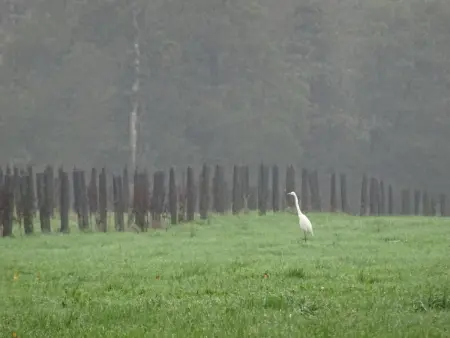 Maison de campagne tranquille avec poêle et animaux admis, proche nature - Photo 22