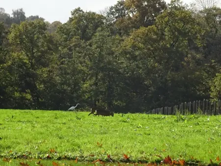 Maison de campagne tranquille avec poêle et animaux admis, proche nature - Photo 23