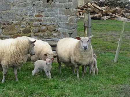 Maison de campagne tranquille avec poêle et animaux admis, proche nature - Photo 24