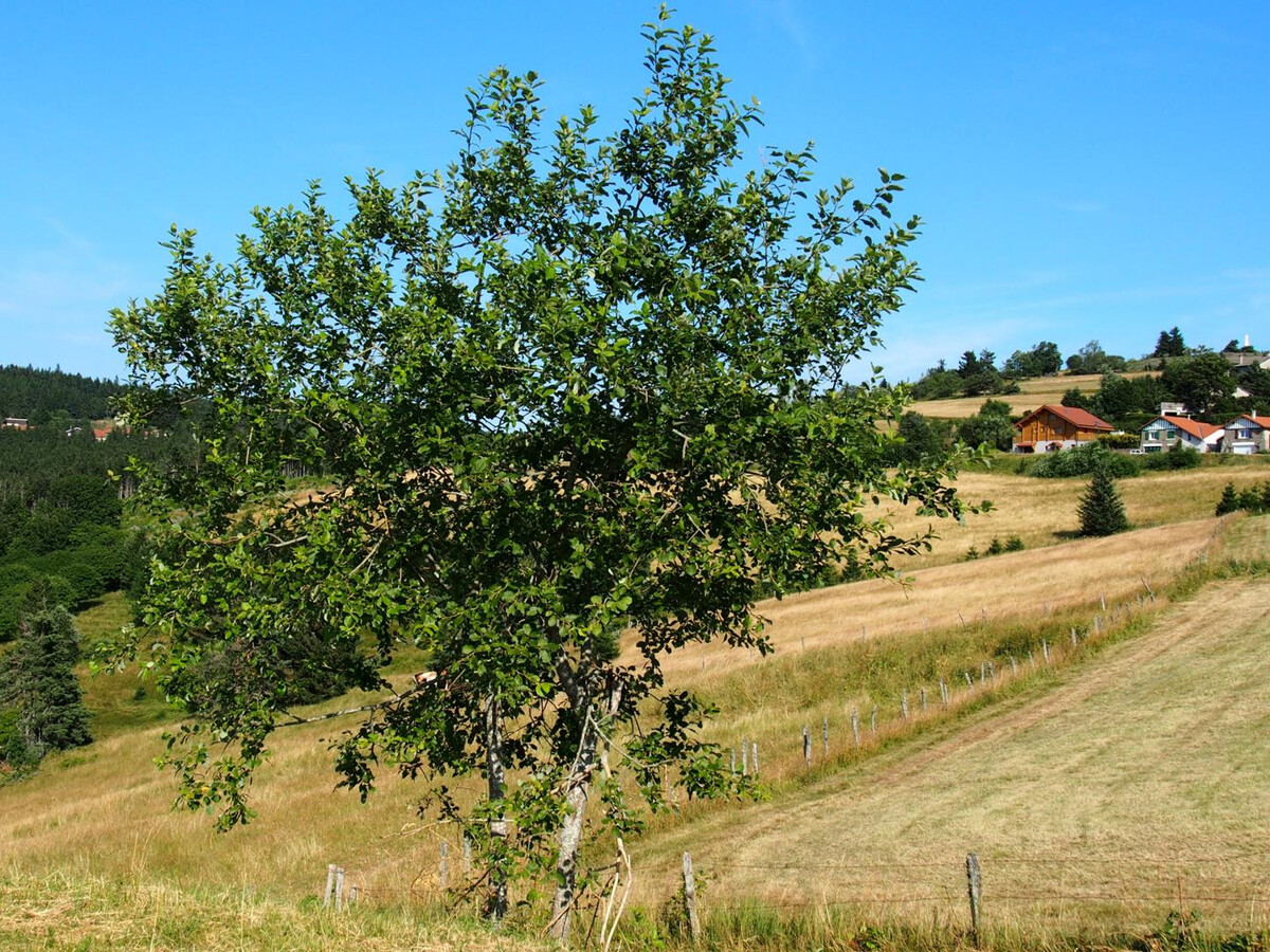 Gîte La Creuse : 8 pers., sauna et jardin clos au Bessat - Photo 24