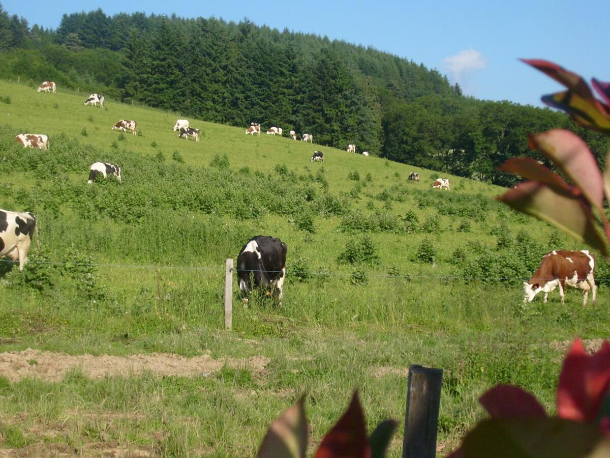 Gîte 9 personnes avec cheminée et terrain de jeux à Saint-Romain-d'Urfé - Photo 23