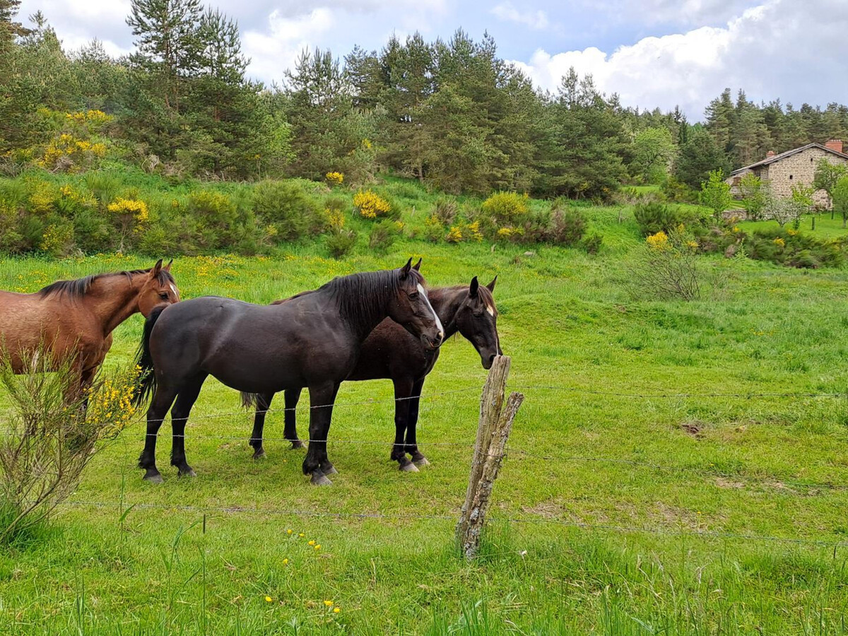 Gîte Les Myrtilles : 40 m² confort, animaux acceptés - Photo 35