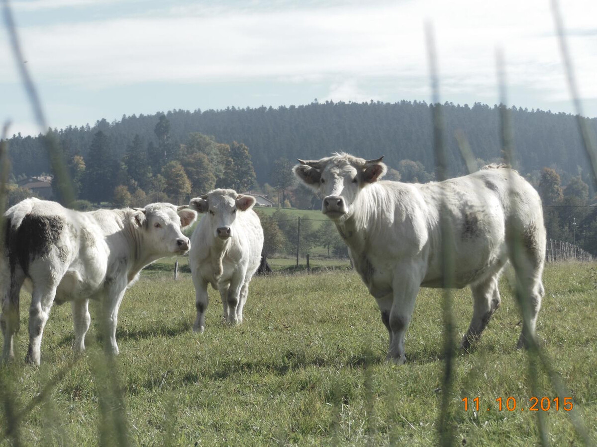 Foumourette, gîte XIIIe siècle à 980m d'altitude - Photo 27