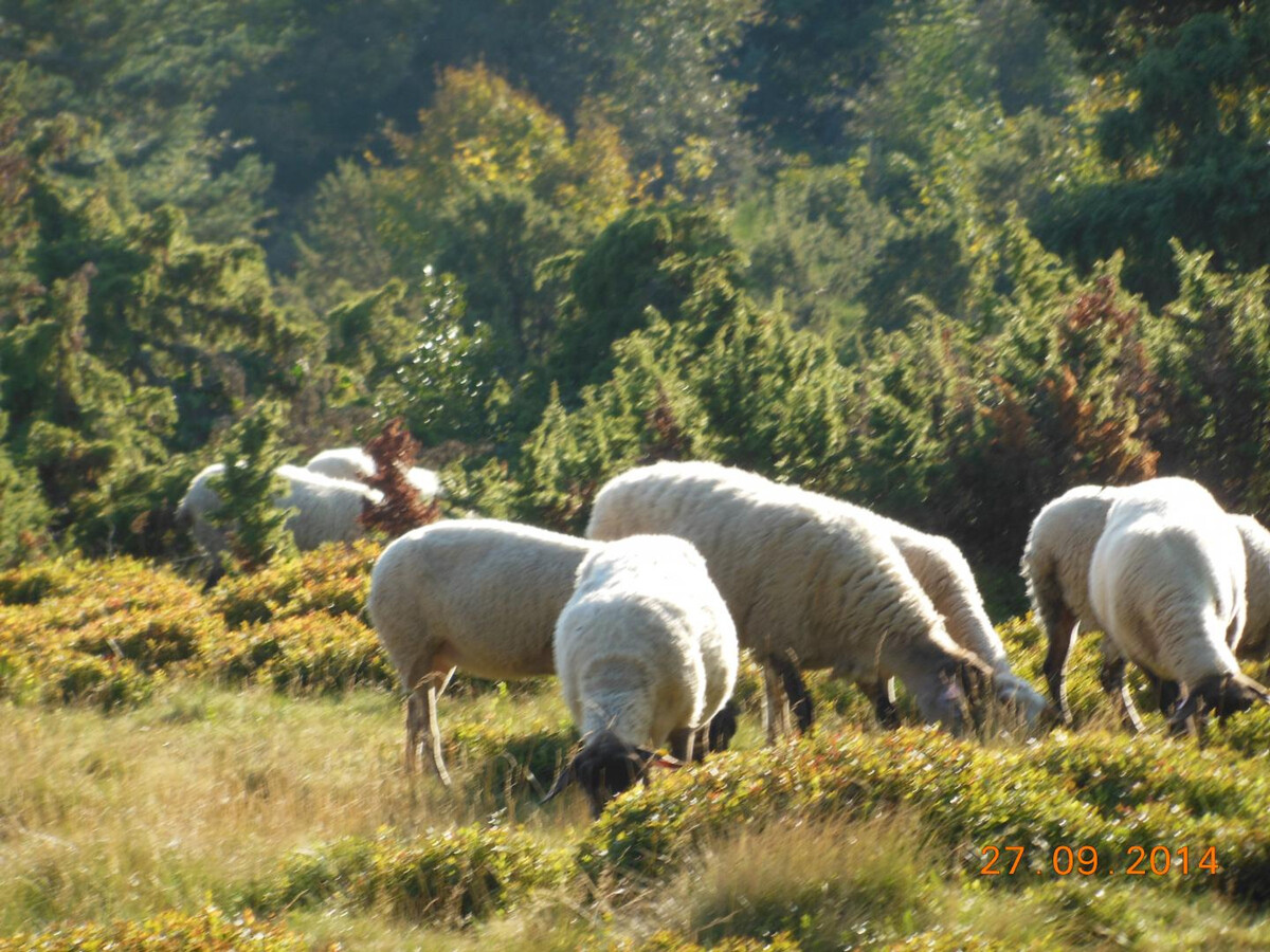 Foumourette, gîte XIIIe siècle à 980m d'altitude - Photo 29