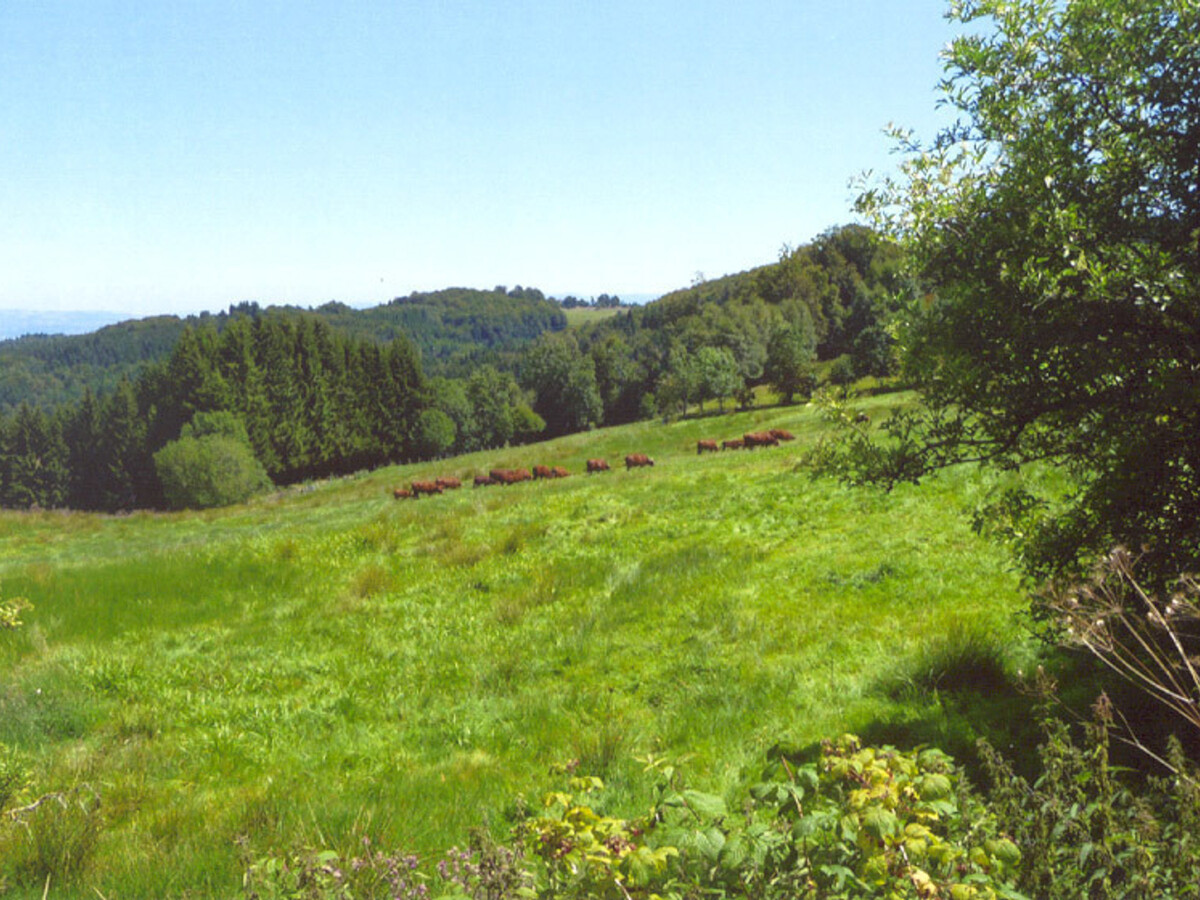 Gîte forézien 19e s., 6 pers., jardin 500m² - Photo 13