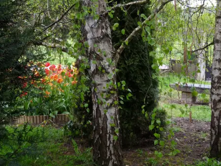 Gîte 6 pers. avec terrain de jeux et barbecue à Racines : photo 19