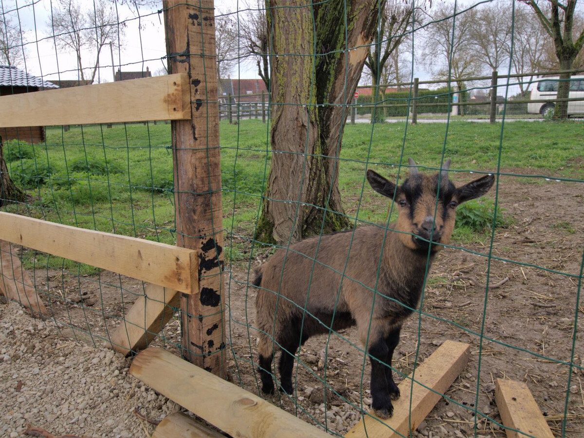 Gîte bois 8 pers. avec centre équestre et ferme pédagogique - Photo 22