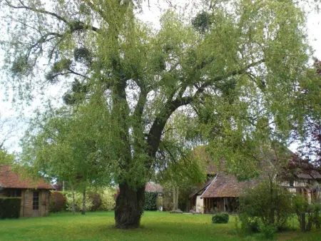 Gîte champenois avec jardin et cheminée, proche parc Forêt d'Orient - Photo 6