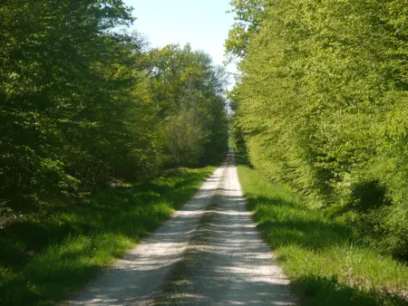 Gîte champenois avec jardin et cheminée, proche parc Forêt d'Orient - Photo 19