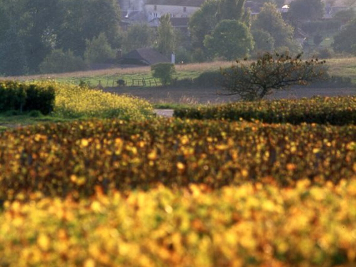 Gîte 6 personnes au cœur des vignes, Nigloland à 10 km - Photo 10