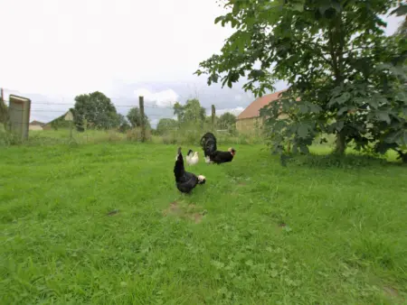 Gîte 4 pers. à Cussangy, champignonnière à 50 m : photo 17