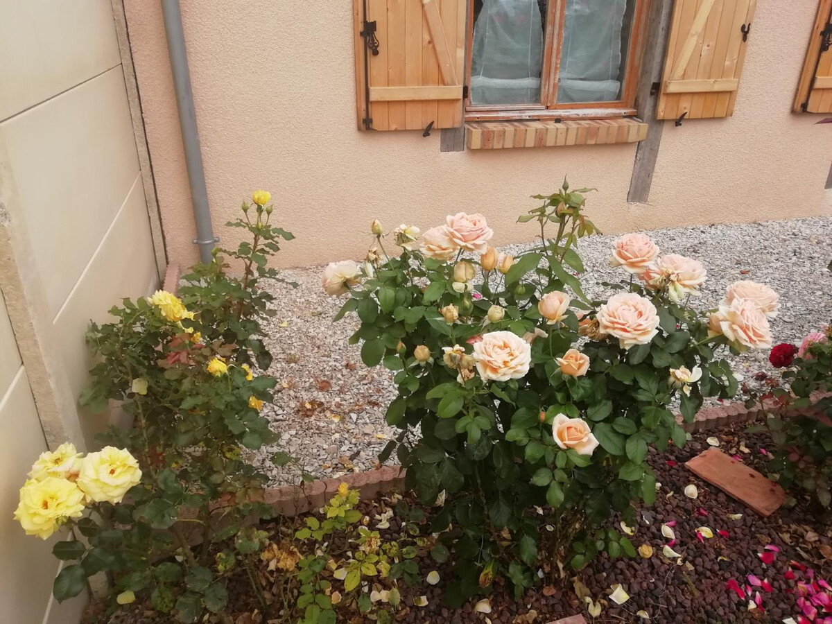 Gîte plain-pied 4 pers. avec jardin clos à Ormes - Photo 12