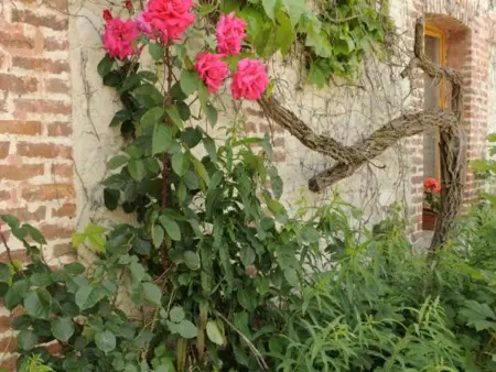 Gîte 11 personnes en vignoble, 5 chambres, animaux acceptés : photo 8