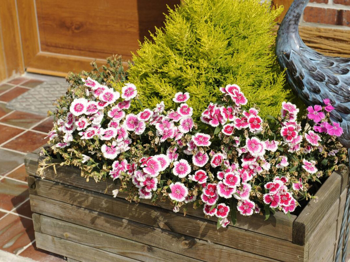 Le Pré des Marguerites, gîte 4 pers. à Rosnay - Photo 12