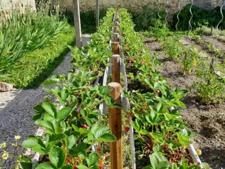Gîte Chez Maria avec jardin bio à Celles-sur-Ource : photo 14