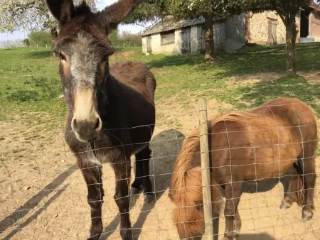 Gîte de plain-pied avec jardin et animaux à Rives-d'Andaine : photo 30