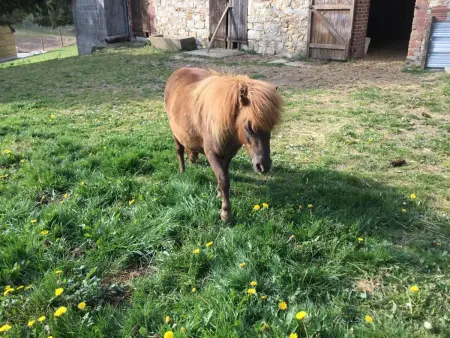 Gîte de plain-pied avec jardin et animaux à Rives-d'Andaine : photo 31