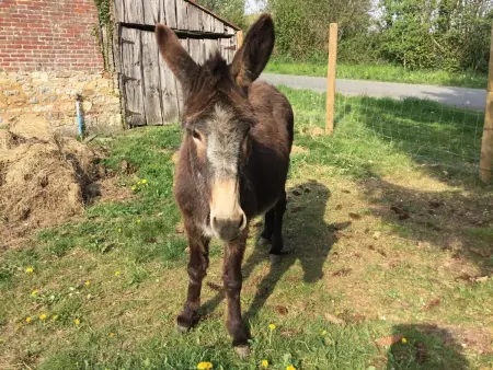 Gîte de plain-pied avec jardin et animaux à Rives-d'Andaine : photo 32
