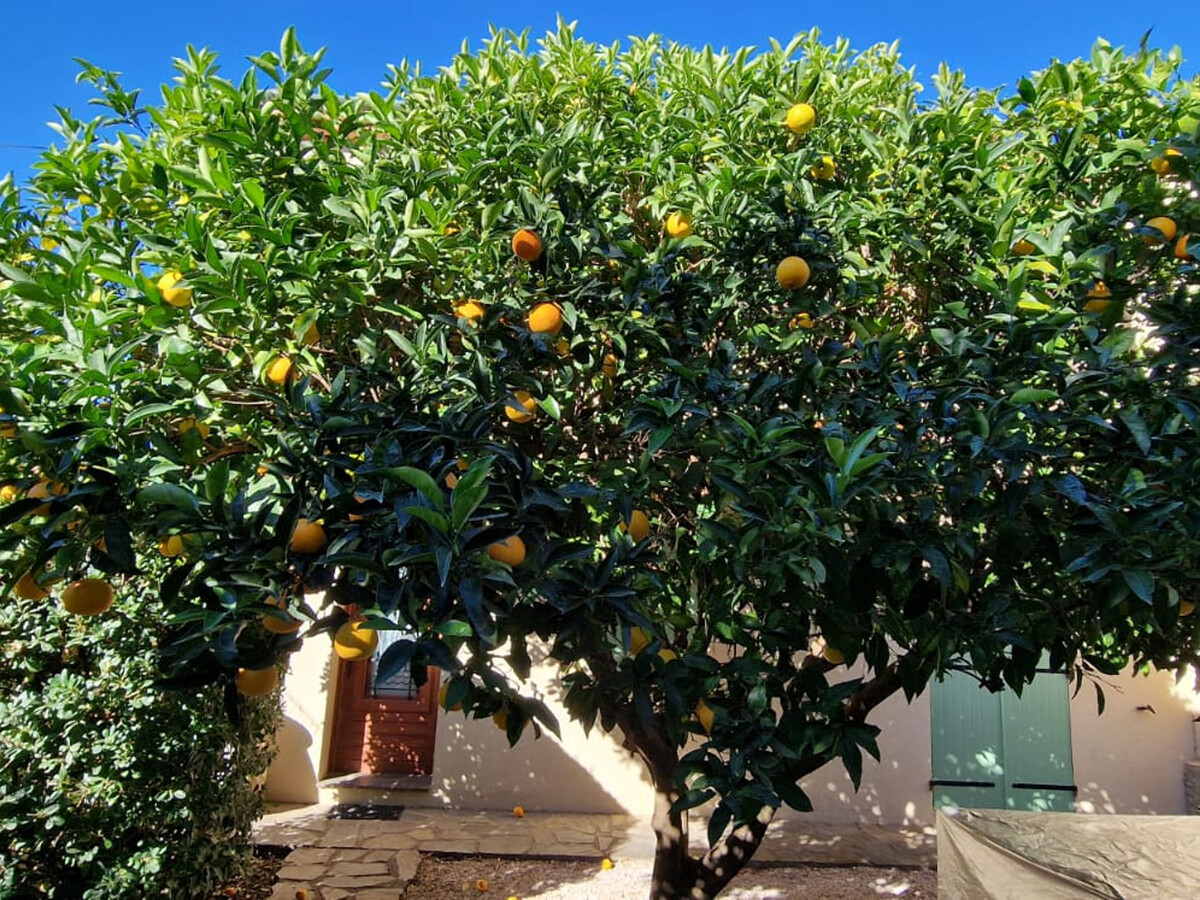 Maison 6 pers. Banyuls-sur-Mer, 5 min plage, jardin - Photo 1