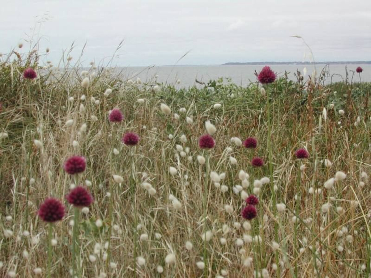 Longère en pierres avec jardin clos à Saint-Brevin-les-Pins - Photo 15