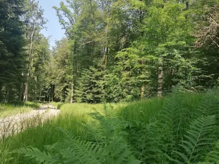 Chalet plain-pied aux portes des Vosges, recharge VE : photo 22