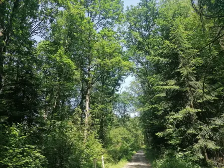 Chalet plain-pied aux portes des Vosges, recharge VE : photo 23
