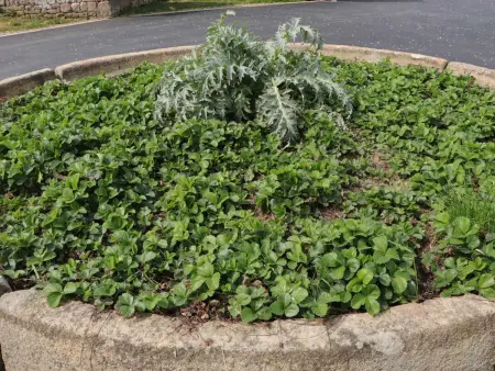 Maison chaleureuse en Normandie avec jardin arboré - Photo 30