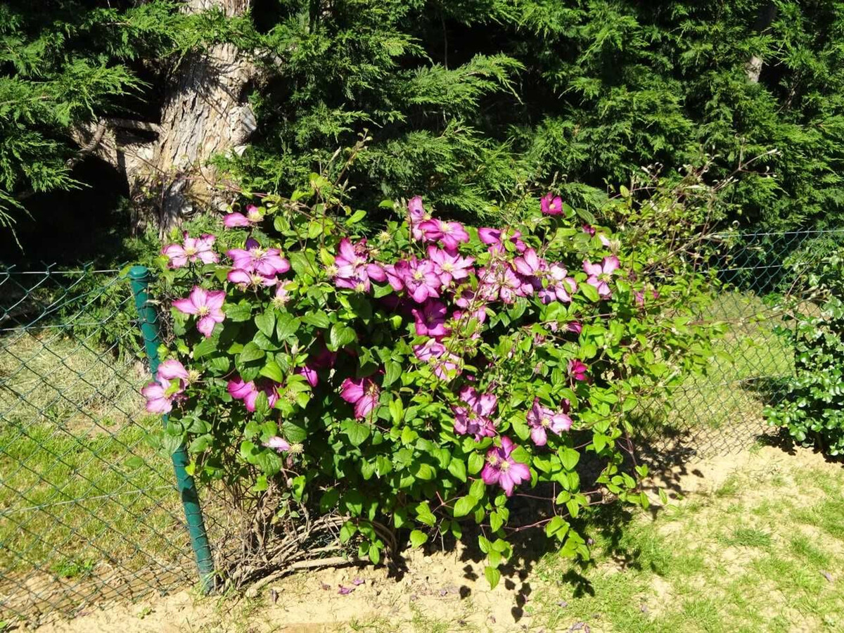 Gîte cosy 2 pers. à Saint-Georges-du-Bois, jardin et terrasse - Photo 17