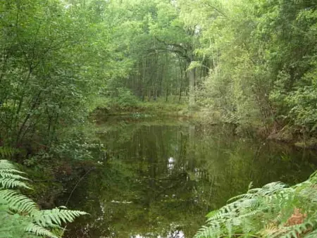 Gîte rustique 8 pers. en forêt de Sologne, 7 hectares privés - Photo 15