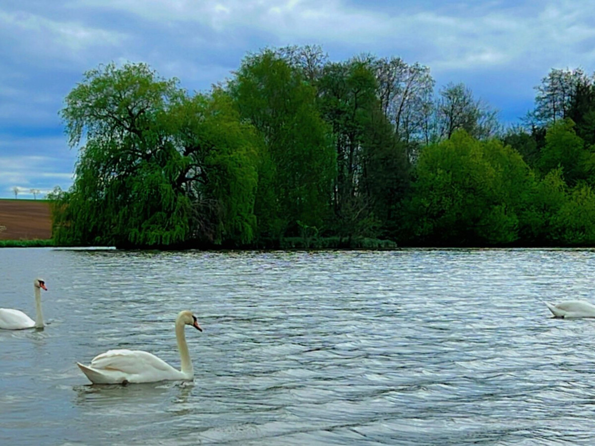 Gîte des Cygnes à Reherrey, 6 pers., étangs et nature - Photo 20