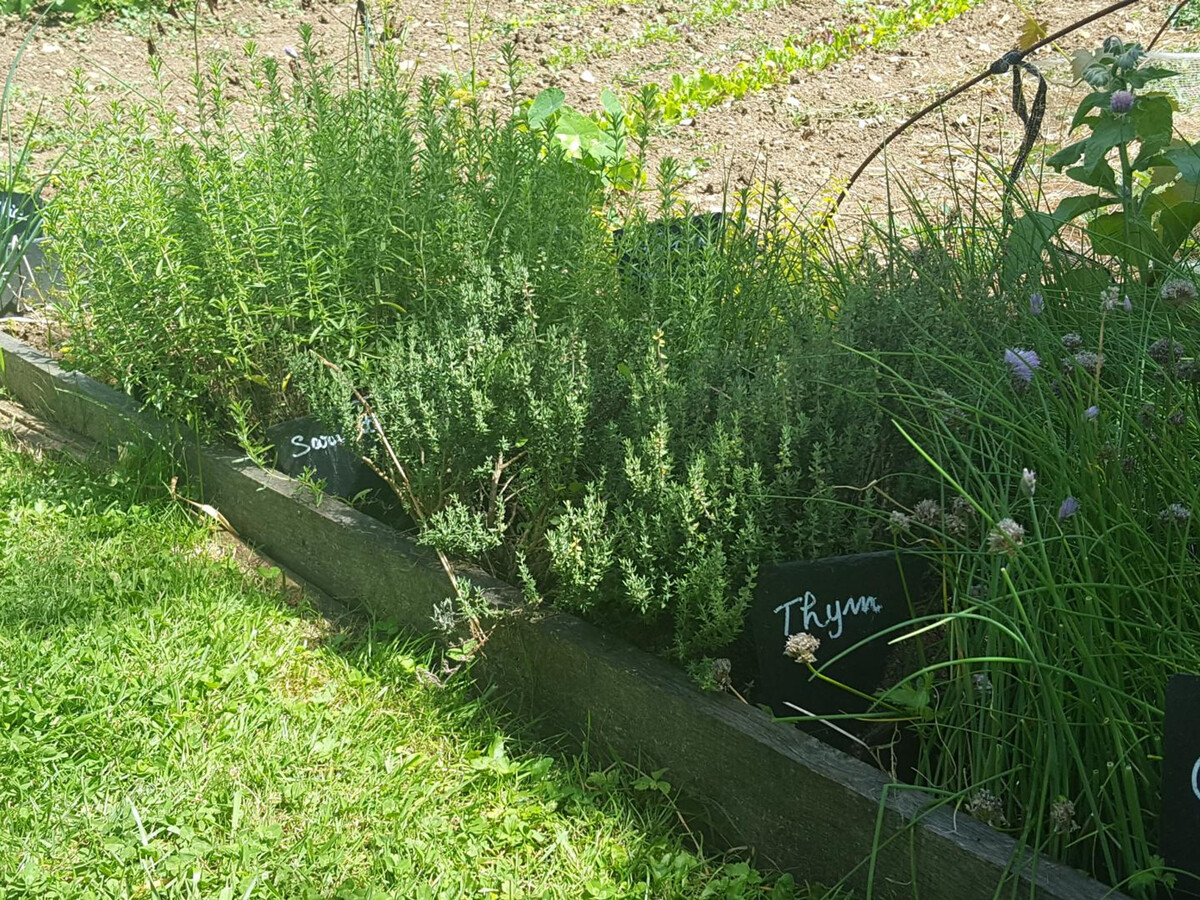 Gîte en pierre du XIe siècle, 4 pers., jardin et plancha - Photo 35