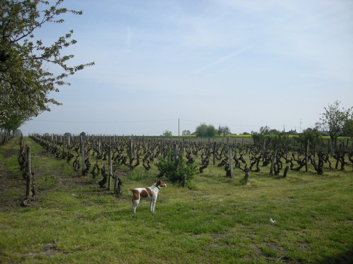 Fermette vigneronne 9 pers. avec dégustations et terrain clos - Photo 21