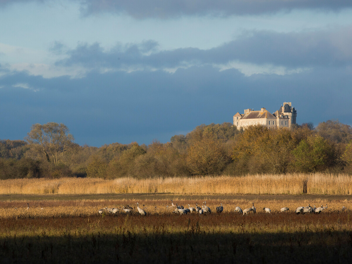 La Lézarderie, gîte XIXe siècle au cœur du Parc de la Brenne - Photo 8