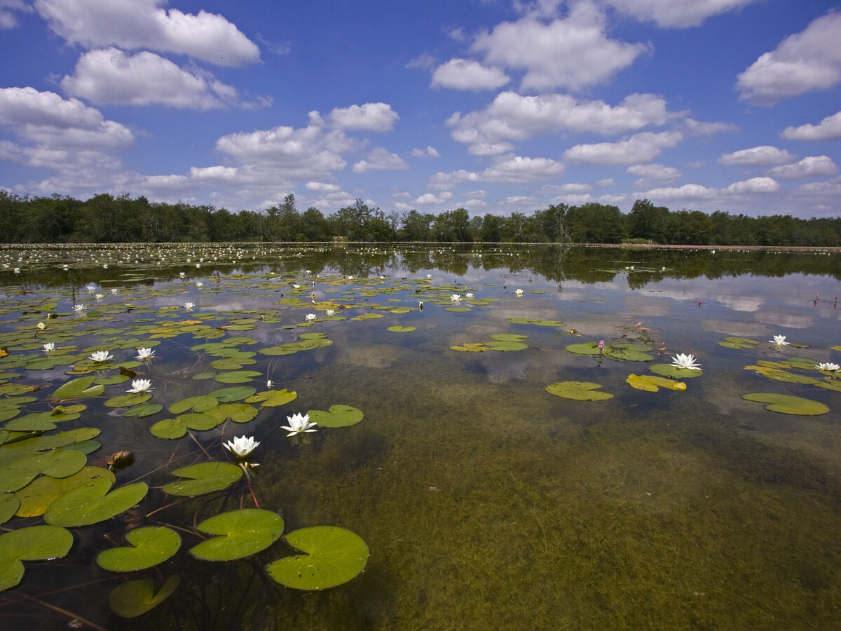 Ancien moulin avec piscine, île et rivière à Prissac - Photo 33