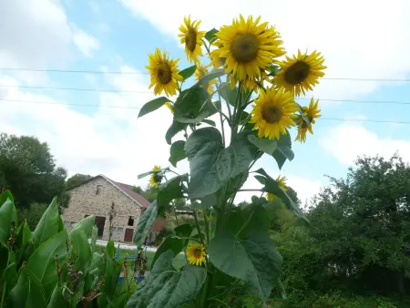 Gîte Tranquille avec Cheminée, Terrasse sur la Saône et Borne EV : photo 20