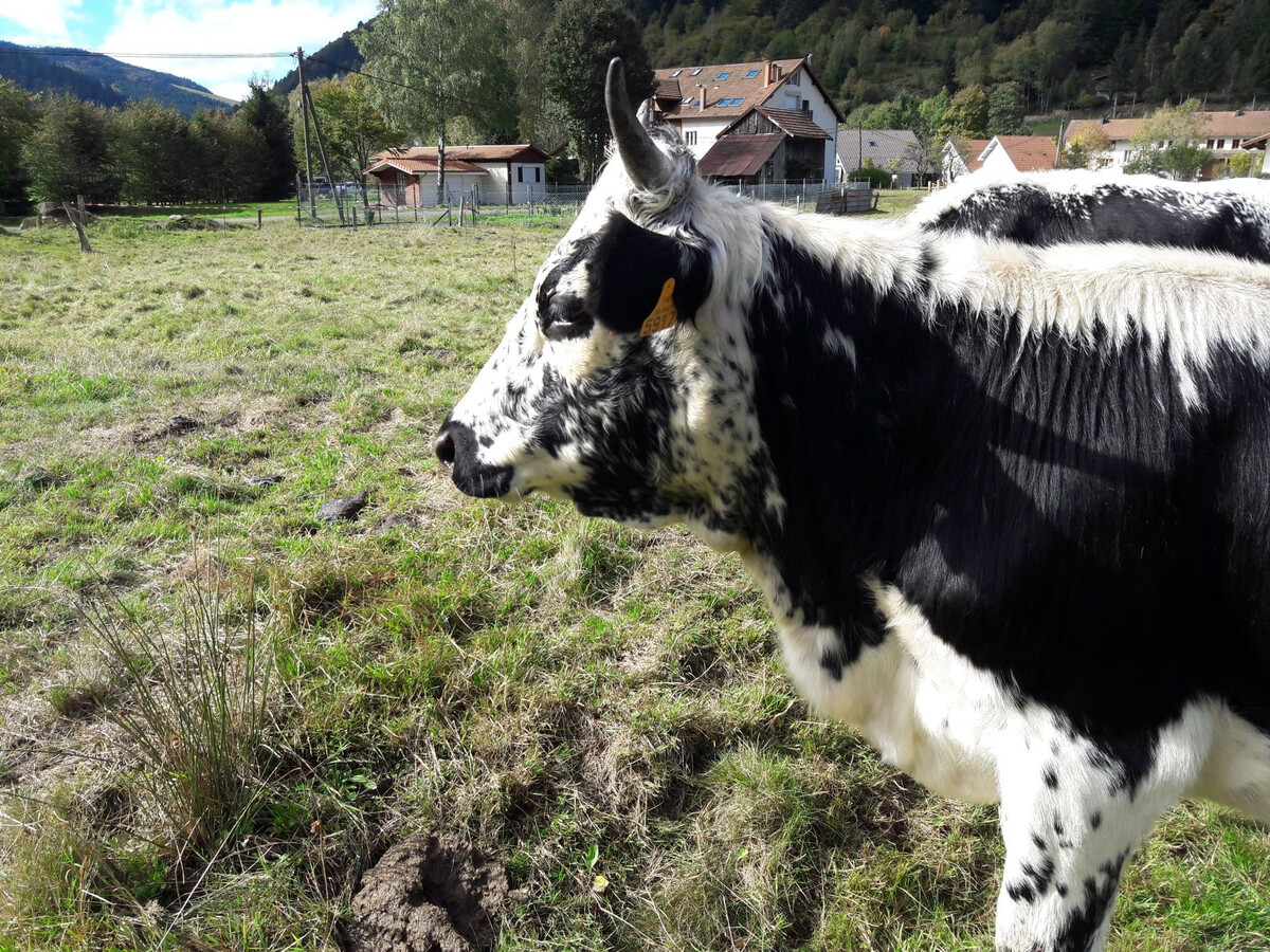 Gîte 4 pers. à La Bresse avec garage et local vélos - Photo 18