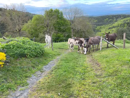 Ancienne ferme rénovée, 3 chambres, poêle à bois à Saint-Préjet : photo 8