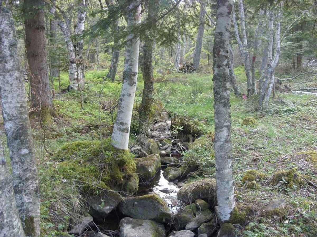 Gîte 3 chambres en forêt du Meygal, 1 km du Lac Bleu - Photo 11