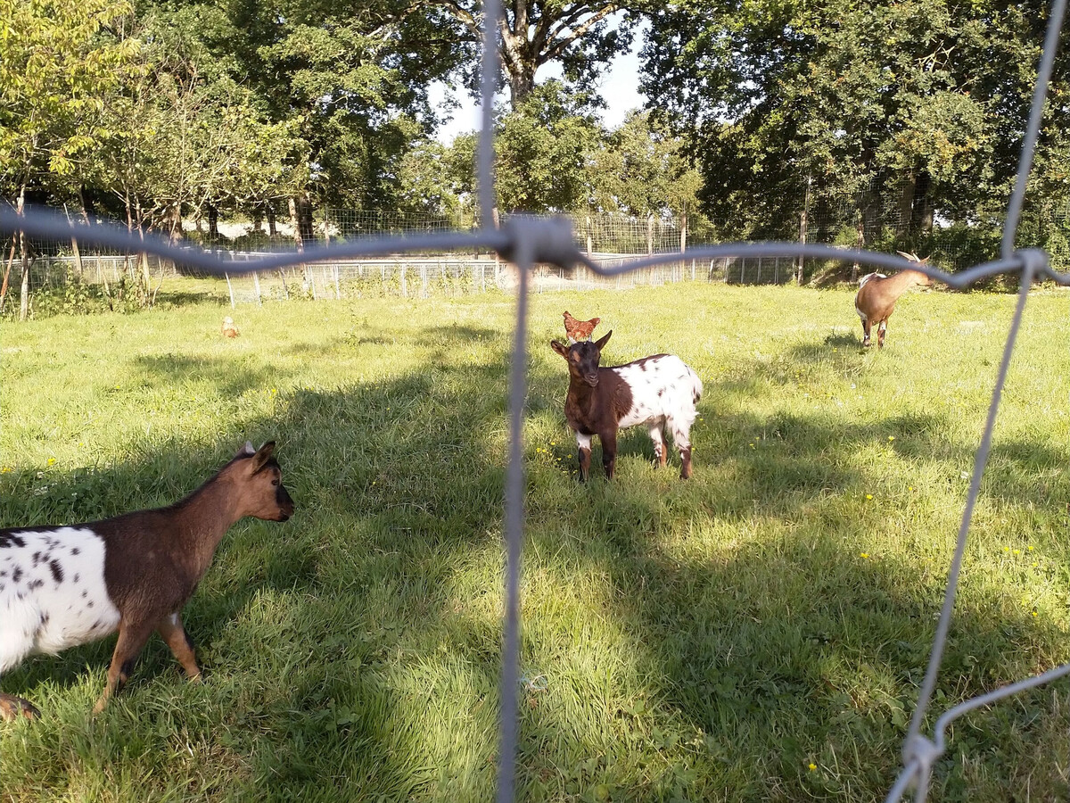 Gîte rénové avec terrasse et animaux de la ferme - Photo 13