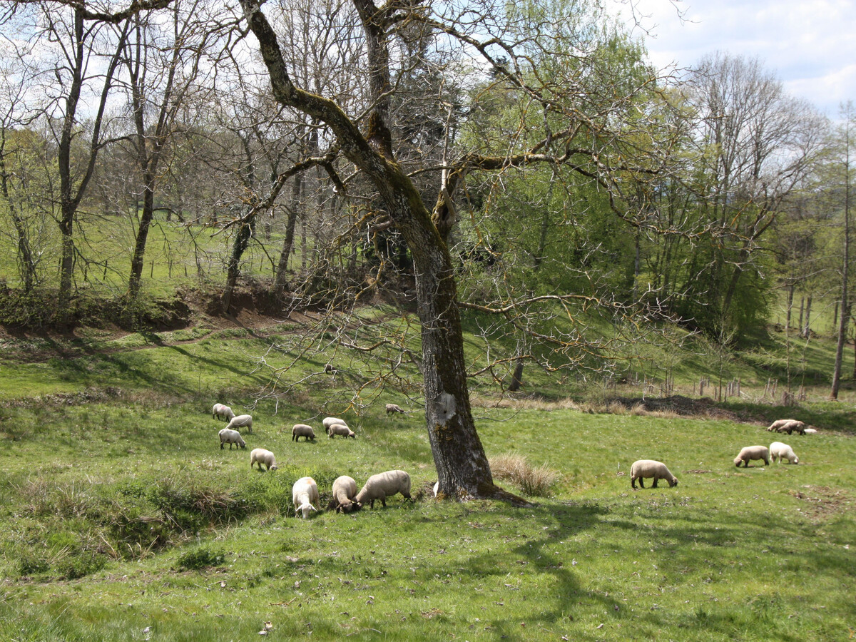 Gîte 4 personnes à Combrimont, vue montagne et terrasse couverte - Photo 13