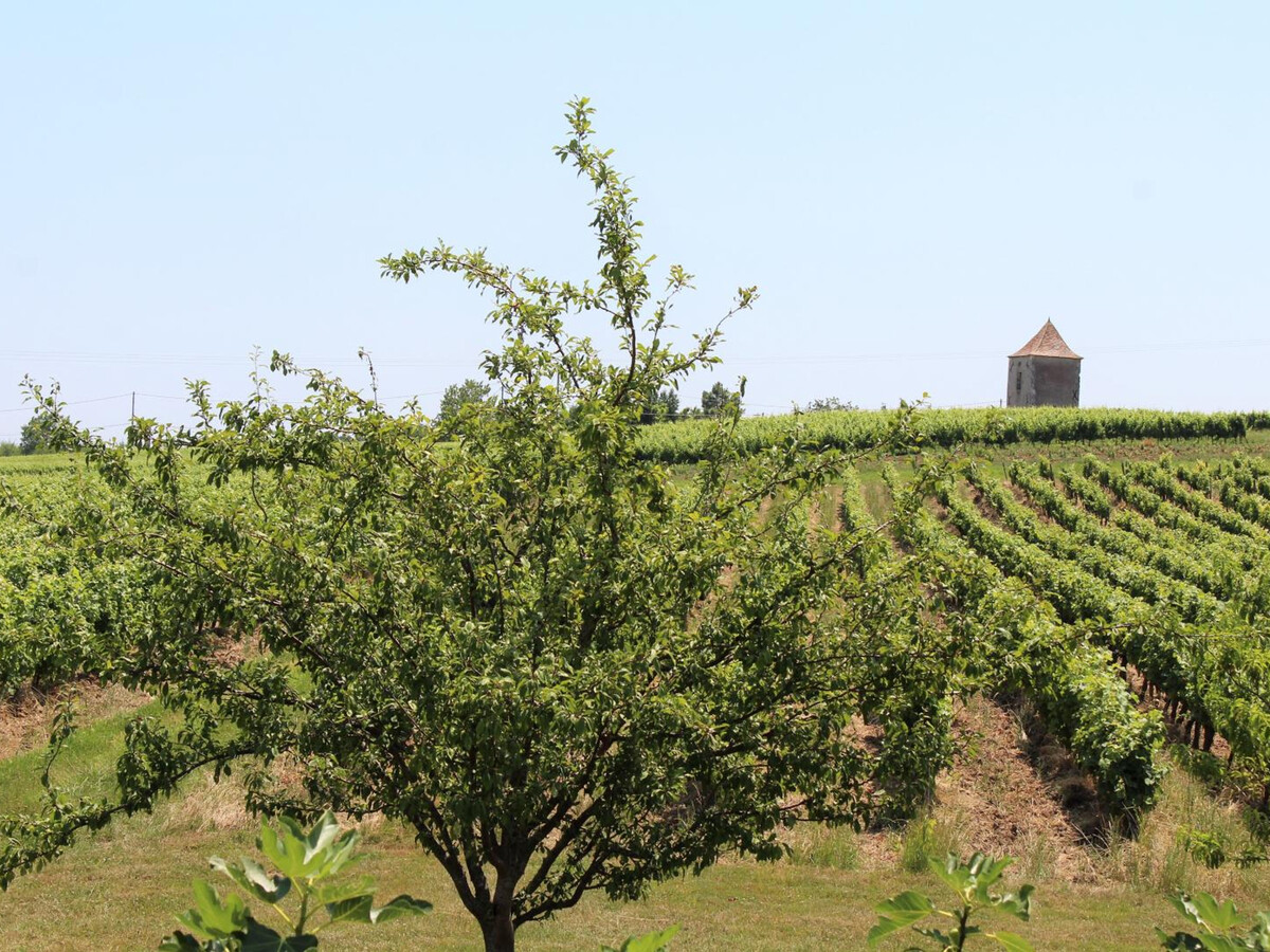 Gîte 13 personnes, piscine privée et vignobles à Saussignac - Photo 30