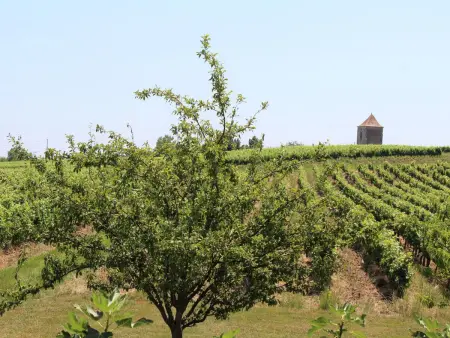 Gîte 13 personnes, piscine privée et vignobles à Saussignac : photo 30