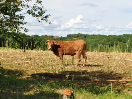 Gîte campagne 4 pers. avec cheminée à Archignac : photo 15